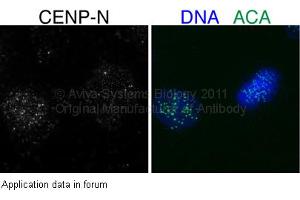 anti-Centromere Protein N (CENPN) (Middle Region) antibody
