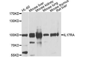Western blot analysis of extracts of various cell lines, using IL17RA antibody. (IL17RA anticorps  (AA 697-866))