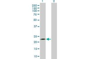 Western Blot analysis of EFNA1 expression in transfected 293T cell line by EFNA1 MaxPab polyclonal antibody.