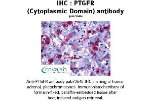 Image no. 1 for anti-Prostaglandin F Receptor (FP) (PTGFR) (1st Cytoplasmic Domain) antibody (ABIN1738569) (PTGFR anticorps  (1st Cytoplasmic Domain))