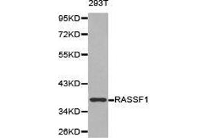 Western Blotting (WB) image for anti-Ras Association (RalGDS/AF-6) Domain Family Member 1 (RASSF1) antibody (ABIN1874555) (RASSF1 anticorps)