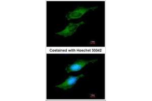 ICC/IF Image Immunofluorescence analysis of methanol-fixed HeLa, using FDPS, antibody at 1:200 dilution.