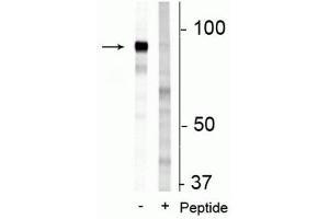 Western blot of 3T3 cell lysate showing specific immunolabeling of the ~83 kDa FAM129B protein phosphorylated at Ser679/683 in the first lane (-). (MEG3 anticorps  (pSer679, pSer683))
