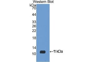 Western Blotting (WB) image for anti-Insulin-Like Growth Factor 2 (IGF2) (AA 25-91) antibody (ABIN1078200)