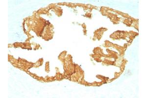 Formalin-fixed, paraffin-embedded Rat Oviduct with Cytokeratin, HMW Monoclonal Antibody (KRTH/1076).