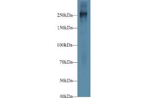 Western blot analysis of Mouse Placenta lysate, using Mouse FN Antibody (1 µg/ml) and HRP-conjugated Goat Anti-Rabbit antibody ( (Fibronectin anticorps  (AA 2117-2236))