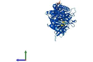 AlphaFold protein structure predicition of Mouse Recombinant Padi2 Protein, UniprotID Q08642