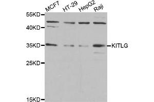 Western blot analysis of extracts of various cell lines, using KITLG antibody (ABIN5974992) at 1/1000 dilution. (KIT Ligand anticorps)