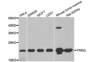 Western blot analysis of extracts of various cell lines, using NCS1 antibody. (NCS1 anticorps  (AA 1-190))