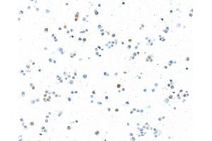 Immunocytochemistry (ICC) image for anti-Transcription Factor MafA (MAFA) (AA 125-175) antibody (ABIN7449538) (Recombinant MAFA anticorps  (AA 125-175))