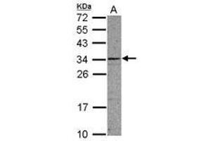 Image no. 1 for anti-Coiled-Coil Domain Containing 107 (CCDC107) (AA 30-267) antibody (ABIN1497122) (CCDC107 anticorps  (AA 30-267))