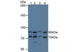 Western blot analysis of (1) Human 293T Cells, (2) Human HeLa cells, (3) Porcine Liver Tissue and (4) Porcine Kidney Tissue.