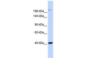 Image no. 1 for anti-Glutamate Receptor, Ionotropic, N-Methyl D-Aspartate 2a (GRIN2A) (AA 1115-1164) antibody (ABIN6742541) (NMDAR2A anticorps  (AA 1115-1164))
