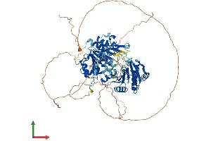 AlphaFold protein structure predicition of Human Recombinant DDX4 Protein, UniprotID Q9NQI0