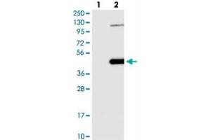 Western blot analysis of Lane 1: Negative control (vector only transfected HEK293T lysate), Lane 2: Over-expression Lysate (Co-expressed with a C-terminal myc-DDK tag (~3. (NSUN3 anticorps)