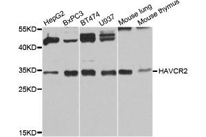 Western blot analysis of extracts of various cell lines, using HAVCR2 antibody. (TIM3 anticorps)