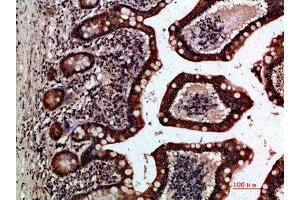 Immunohistochemical analysis of paraffin-embedded human-small-intestine, antibody was diluted at 1:200 (GREM2 anticorps  (AA 71-120))