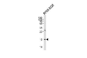 Western blot analysis of lysate from RI-8226 cell line, using REG3A Antibody (N-term) (ABIN653158 and ABIN2842726). (REG3A anticorps  (N-Term))