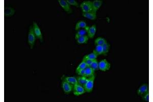 Immunofluorescent analysis of HepG2 cells using ABIN7165446 at dilution of 1:100 and Alexa Fluor 488-congugated AffiniPure Goat Anti-Rabbit IgG(H+L) (FAM171B anticorps  (AA 59-353))
