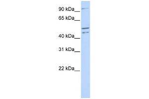 WB Suggested Anti-CLOCK Antibody Titration:  0. (CLOCK anticorps  (N-Term))