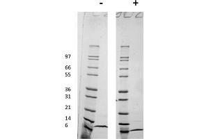 SDS-PAGE of Human Macrophage Inflammatory Protein-4 (CCL18) Recombinant Protein SDS-PAGE of Human Macrophage Inflammatory Protein-4 (CCL18) Recombinant Protein. (CCL18 Protéine)