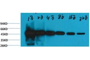 Western Blot (WB) analysis of HeLa, with beta-tubulin-HRP Conjugated diluted at 1:10,000, 20,000, 40,000, 80,000, 160,000, 320,000. (TUBB anticorps  (HRP))