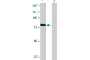 Western Blot analysis of HAL expression in transfected 293T cell line by HAL MaxPab polyclonal antibody.