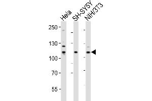 Western blot analysis of lysates from Hela. (EPH Receptor B3 anticorps  (AA 350-382))