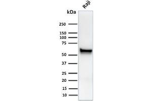 Western Blot Analysis of human Raji cell lysates using Spastin Mouse Monoclonal Antibody (Sp 6C6). (Spastin anticorps)
