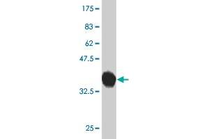 Western Blot detection against Immunogen (37.