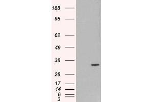 HEK293 overexpressing ORC6L (ABIN5453564) and probed with  (mock transfection in first lane).