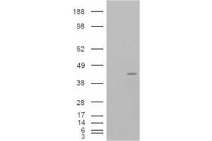 Image no. 2 for anti-Neutrophil Cytosolic Factor 4, 40kDa (NCF4) (Internal Region) antibody (ABIN374770) (NCF4 anticorps  (Internal Region))