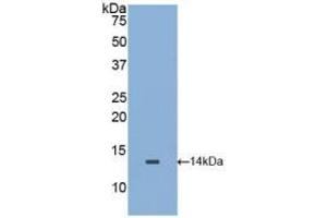 Western blot analysis of recombinant Mouse MIF.