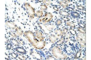 anti-Nucleolar Complex Associated 4 Homolog (NOC4L) (AA 401-450) antibody
