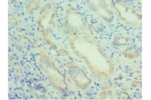 Immunohistochemistry of paraffin-embedded human kidney tissue using ABIN7162944 at dilution of 1:100 (Peroxiredoxin 5 anticorps  (AA 53-214))