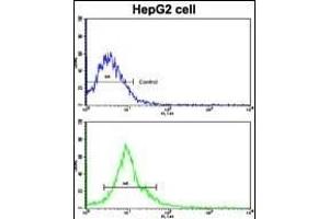 Flow cytometric analysis of HepG2 cells using FR Antibody (N-term)(bottom histogr) compared to a negative control cell (top histogr). (AMFR anticorps  (AA 571-601))
