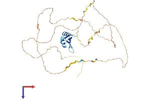 AlphaFold protein structure predicition of Mouse Recombinant Rbmx Protein, UniprotID Q9WV02
