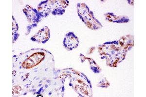 Anti-ITGB1 Picoband antibody,  IHC(P): Human Placenta Tissue