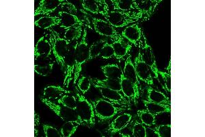 Confocal Immunofluorescence image of HeLa cells using Cytochrome C Mouse Monoclonal Antibody (6H2. (Cytochrome C anticorps)