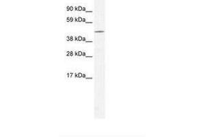 Image no. 1 for anti-CAMP Responsive Element Binding Protein 3-Like 1 (CREB3L1) (AA 43-92) antibody (ABIN202704) (CREB3L1 anticorps  (AA 43-92))