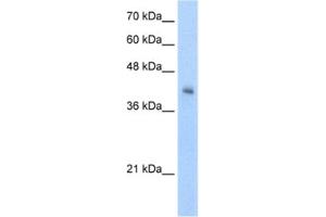 Western Blotting (WB) image for anti-V-Set and Immunoglobulin Domain-Containing Protein 4 (VSIG4) antibody (ABIN2462435)