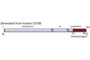 Image no. 3 for anti-Sema Domain, Immunoglobulin Domain (Ig), Transmembrane Domain (TM) and Short Cytoplasmic Domain, (Semaphorin) 4D (SEMA4D) (AA 721-861) antibody (ABIN968102) (SEMA4D/CD100 anticorps  (AA 721-861))
