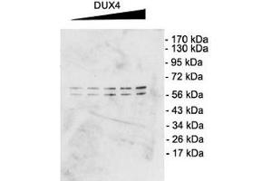 DUX4 Western Blot. (DUX4 anticorps  (C-Term))