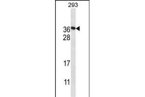 FAM122A anticorps  (AA 108-136)