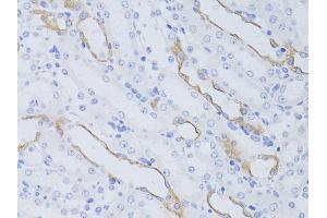 Immunohistochemistry of paraffin-embedded mouse kidney using AQP4 antibody. (Aquaporin 4 anticorps)