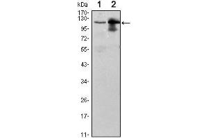 Western Blot showing UBE1L antibody used against Raji (1) and THP-1 (2) cell lysate.