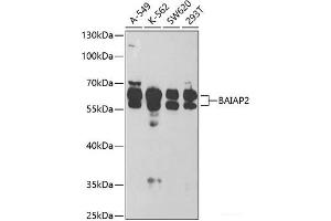 Western blot analysis of extracts of various cell lines using BAIAP2 Polyclonal Antibody at dilution of 1:1000. (BAIAP2 anticorps)