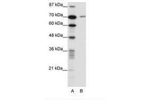 Image no. 1 for anti-LAS1-Like (LAS1L) (AA 544-593) antibody (ABIN202888) (LAS1L anticorps  (AA 544-593))