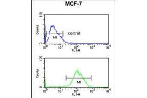 Flow cytometric analysis of MCF-7 cells (bottom histogram) compared to a negative control cell (top histogram). (CBX1 anticorps  (C-Term))