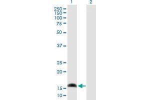 Western Blot analysis of AP1S1 expression in transfected 293T cell line by AP1S1 MaxPab polyclonal antibody. (AP1S1 anticorps  (AA 1-158))
